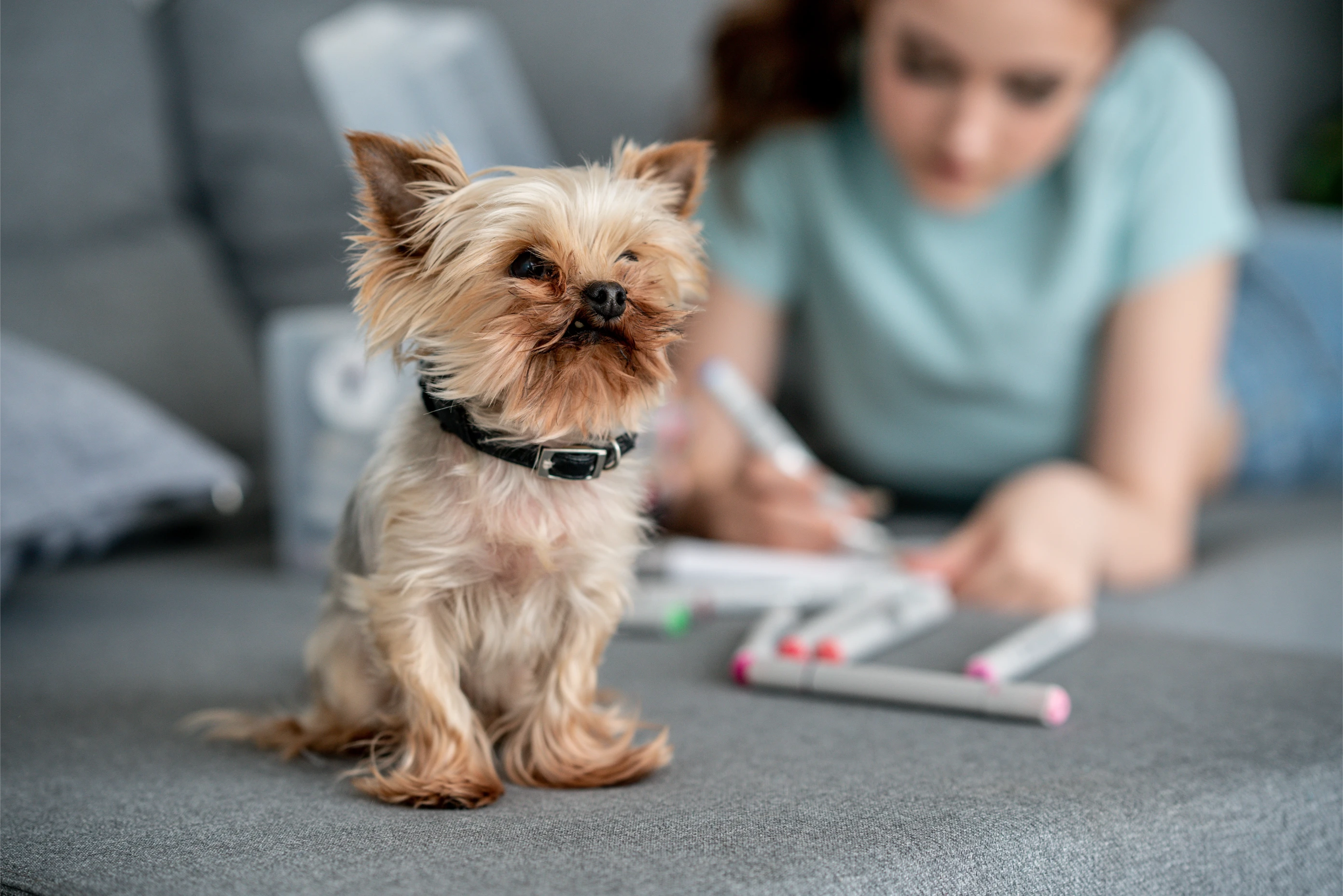 Insurance for Your Pet: Everything You Need to Know